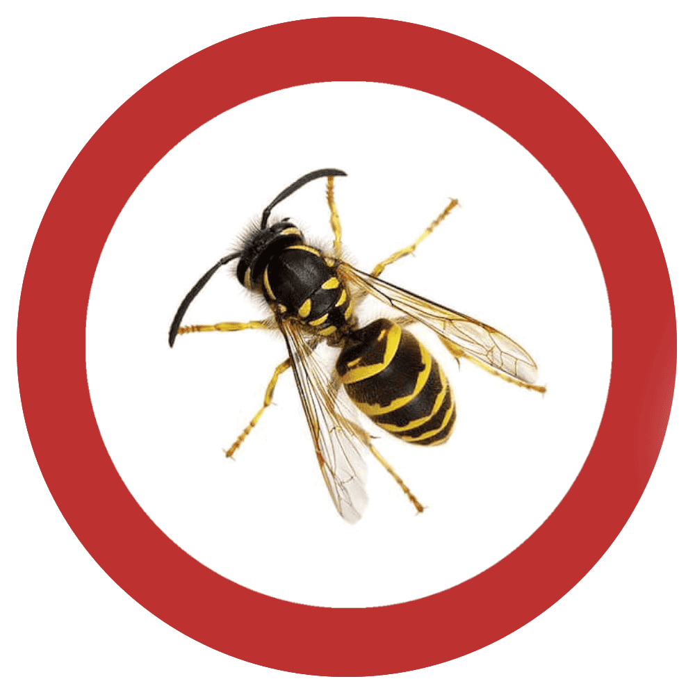 Wespen bestrijding